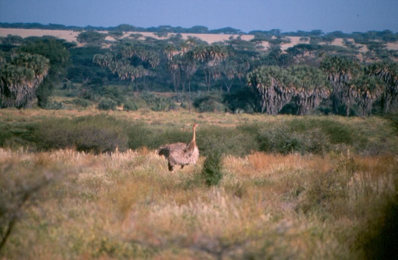 1-01 struisvogel - Samburu national reserve